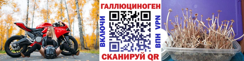 Купить где  Брянск  Галлюциногенные грибы мухоморы 